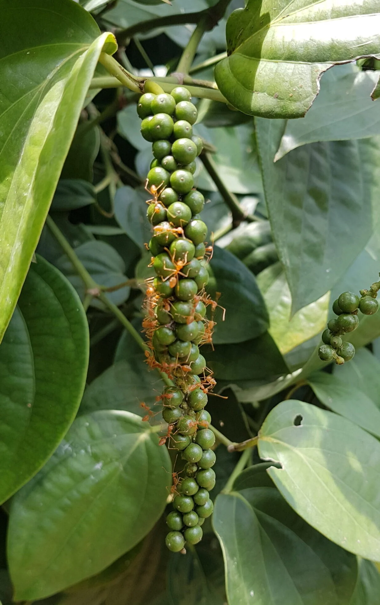 Black Pepper Corns - Image 3