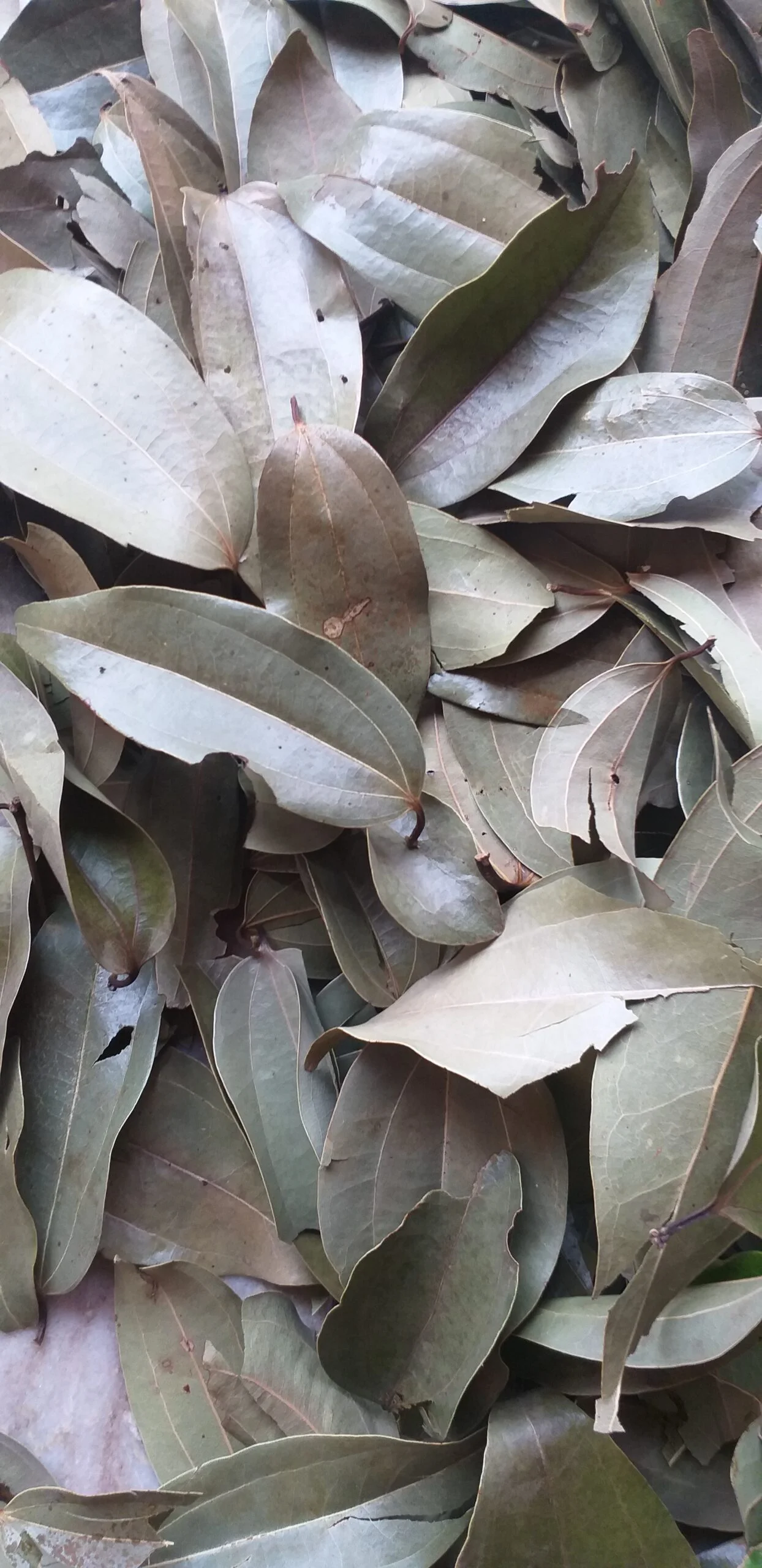 Indian Bay Leaf