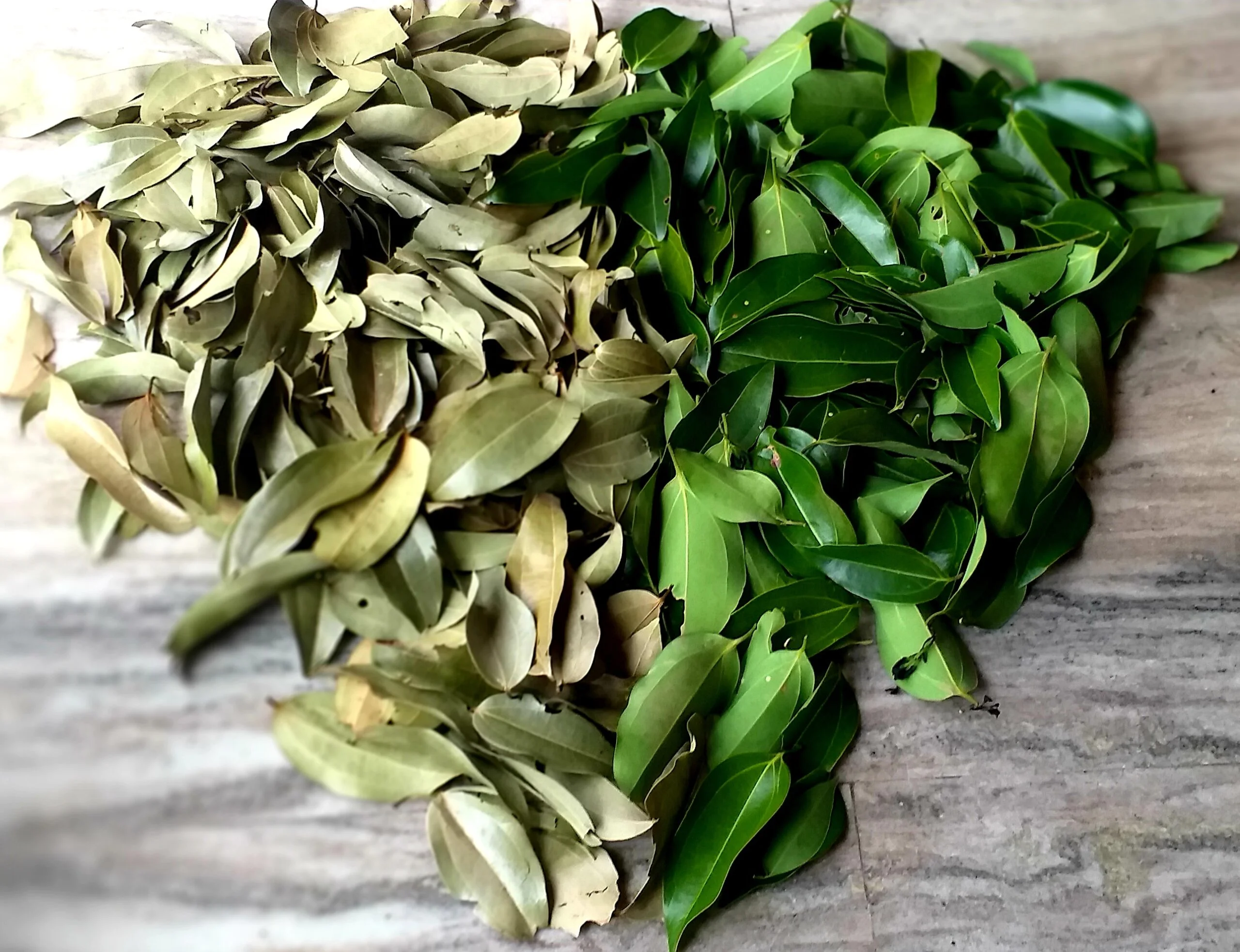 Indian Bay Leaf - Image 3